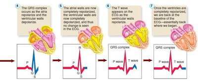 Continuation of ECG events and heart activity