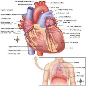 Labeled diagram of the heart showing chambers and major vessels