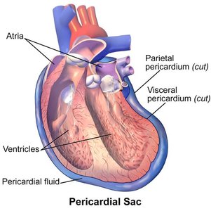 Diagram of the pericardial sac and its layers