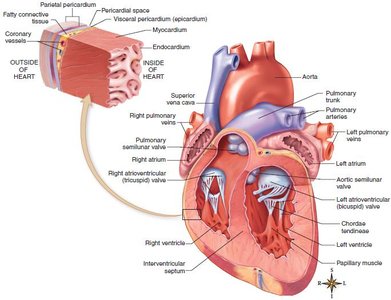 Internal view of the heart showing chambers, valves, and wall layers