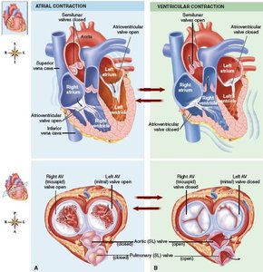 Diagram showing atrial and ventricular contraction and valve positions