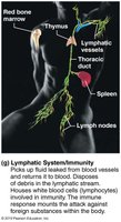 Lymphatic system