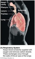 Respiratory system