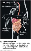 Digestive system