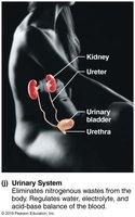 Urinary system