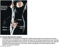 Female reproductive system