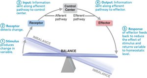 Homeostatic control system