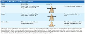 Orientation and directional terms table 2
