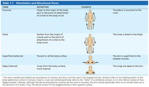 Orientation and directional terms table 3