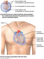 Serous membrane relationships