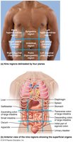Abdominopelvic regions