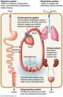 Interrelationships among body organ systems