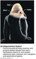 Integumentary system