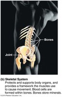 Skeletal system