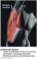 Muscular system