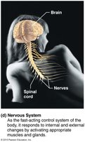 Nervous system
