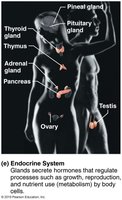 Endocrine system