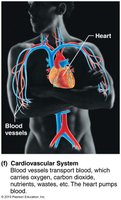 Cardiovascular system