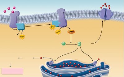 Molecular regulation of contractility in cardiac muscle