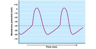 Pacemaker potential and action potential in autorhythmic cells