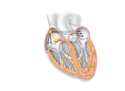 Anatomy of the intrinsic conduction system showing sequence of excitation