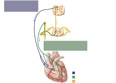 Autonomic nervous system regulation of the heart