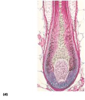 Photomicrograph of longitudinal view of hair bulb