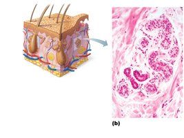 Photomicrograph of eccrine gland