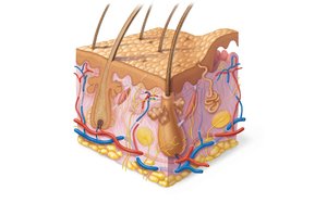 Diagram of skin structure showing epidermis, dermis, hypodermis, and associated structures