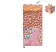 Diagram showing epidermal cell types and layers