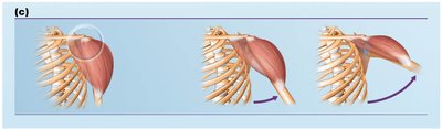 Muscle crossing the lateral side of a joint produces abduction