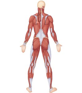 Superficial muscles of the body: Posterior view