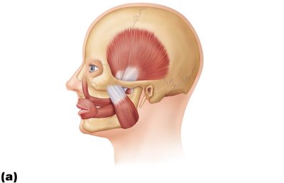 Muscles promoting mastication and tongue movements