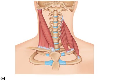 Muscles of the neck and vertebral column that move the head and trunk