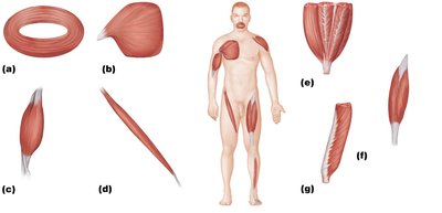 Patterns of fascicle arrangement in muscles