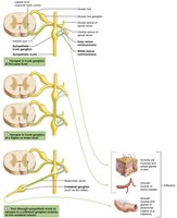 Sympathetic trunk ganglia synapse options