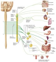 Sympathetic pathways with synapses in collateral ganglia