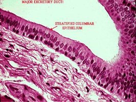 Stratified columnar epithelium: structure and location