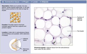 Adipose tissue: structure and location