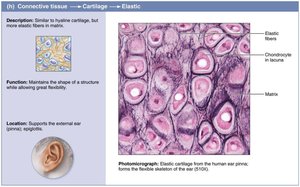 Elastic cartilage: structure and location