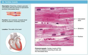 Cardiac muscle: structure and location