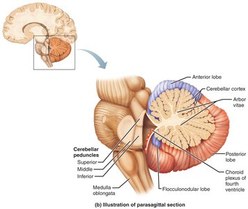 Cerebellum, parasagittal section
