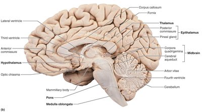 Midsagittal section of the brain