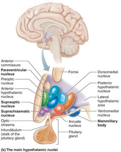 Nuclei of the thalamus and hypothalamus