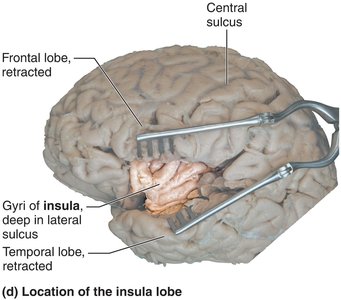 Lobes, sulci, and fissures of the cerebral hemispheres