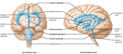 Ventricles of the brain, anterior and lateral views
