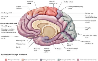 Functional areas of the cerebral cortex, parasagittal view