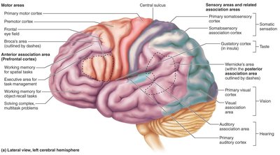 Functional areas of the cerebral cortex, lateral view