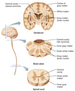 Pattern of gray and white matter in the CNS