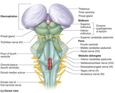 Brain stem and diencephalon, dorsal view